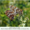 melitaea athalia borzjomi in copula